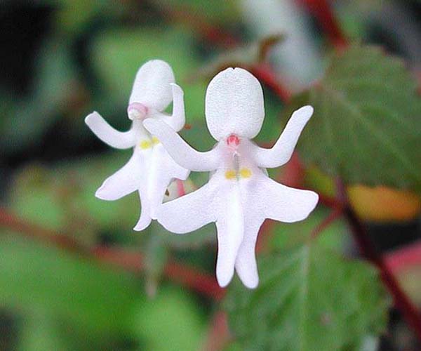 5.) Dancing Girls (Impatiens Bequaertii)