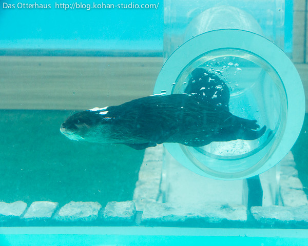 The otters have free swimming range inside the tank.