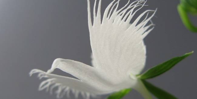 White Egret Orchid (Pecteilis radiata)