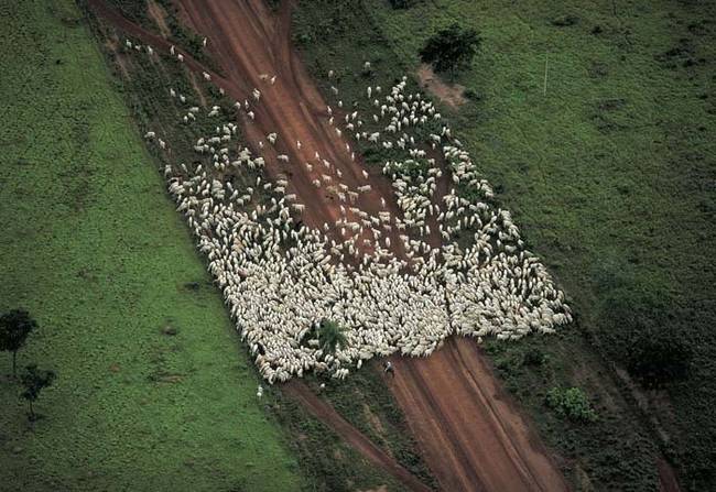 Grazing sheep.