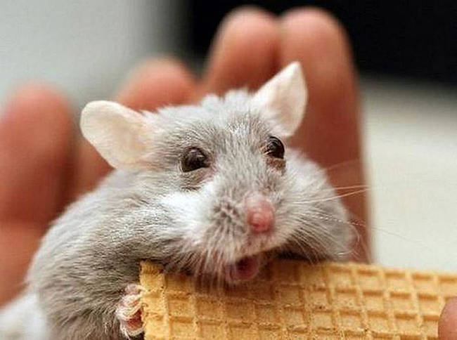 Are you trying to take this little mouse's pizzelle wafer?