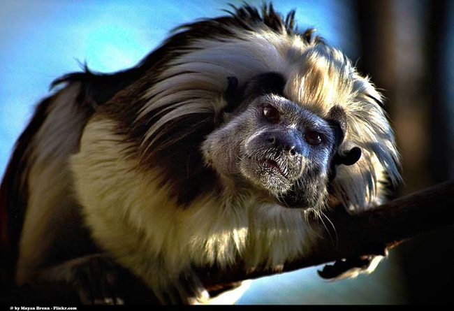 6.) Once a baby tamarin is born, the mother doesn't raise it. Instead, male tamarins are responsible for their young. Another male will even team up with dad to help raise the baby.