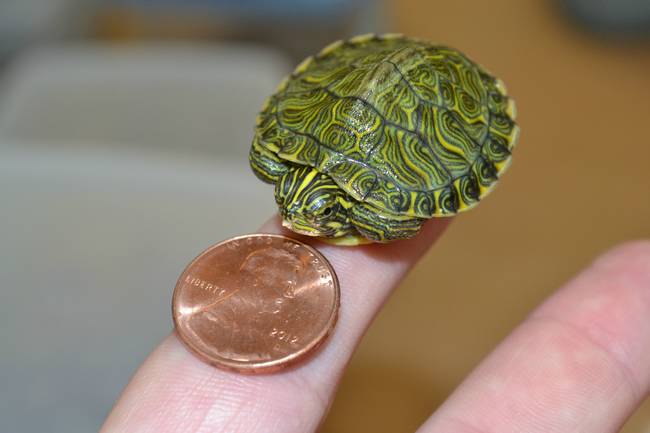 Turtle, meet penny.