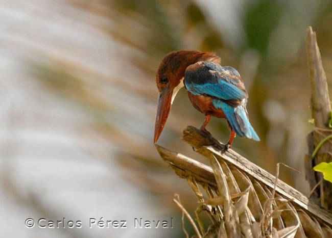 Here's a gorgeous and unique bird. I've never seen anything like it.