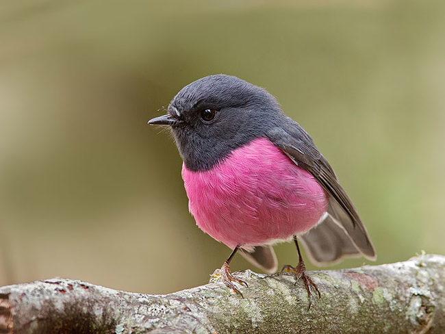 Pink Robin