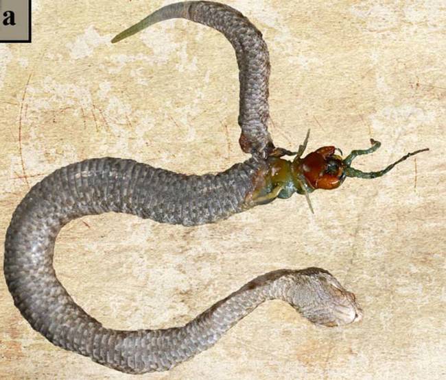 One researcher turned over a rock in a clearing to discover a dead female viper with the head of a centipede sticking out of its belly.