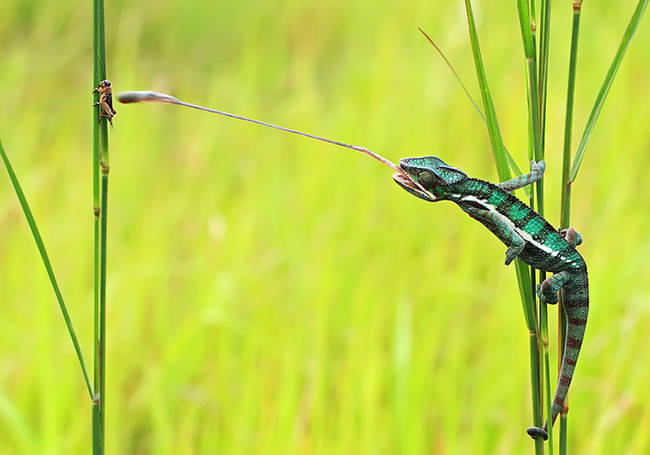 This chameleon caught at lunch time.