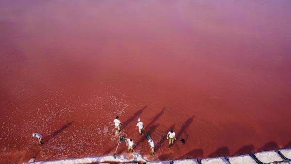 40.) Workers harvest sea salt (Aigues-Mortes, France).