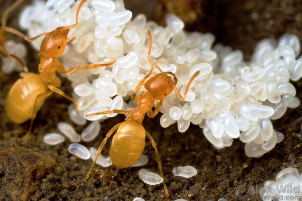 15.) A queen's sole job is to lay eggs. They're then taken up and down the colony every day based on the temperature.