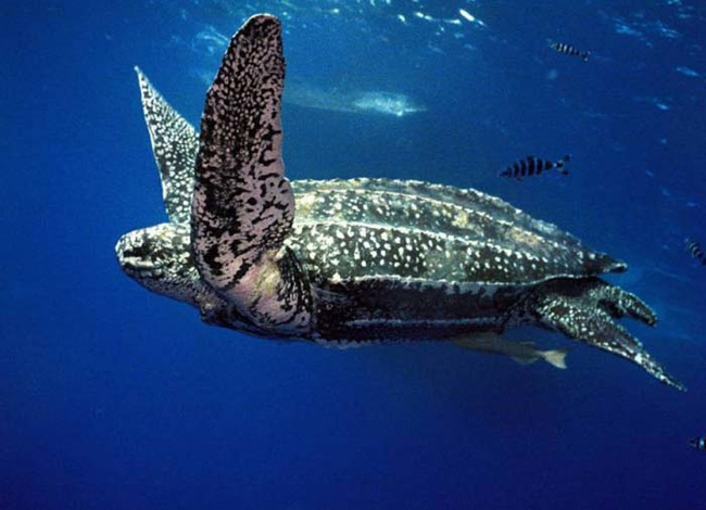 Here's a full grown leatherback turtle, swimming majestically through the sea.