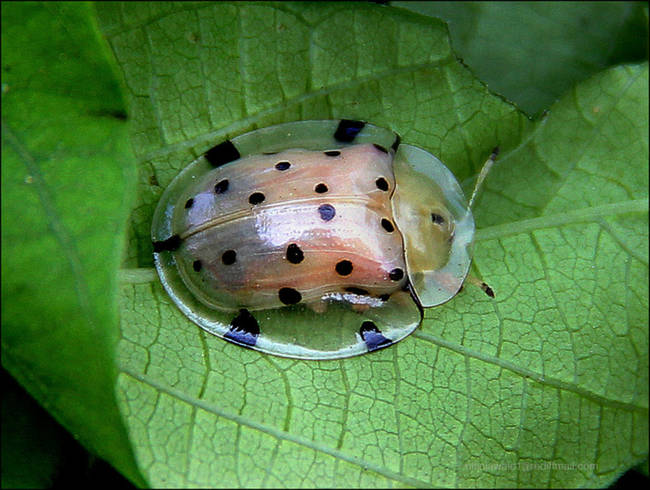 2.) Tortoise Shell Beetle