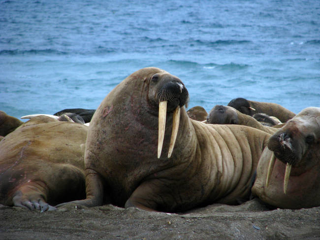 Quenzhané Walrus