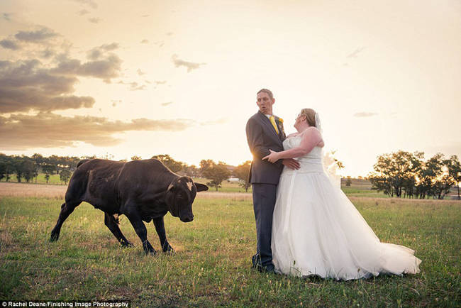 Brian, a canola farmer, noticed it rearing its back and dusting up the ground, preparing to attack.