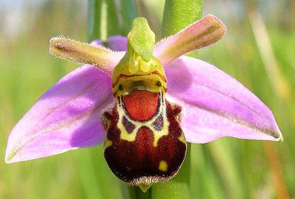 6.) Laughing Bumble Bee Orchid (Ophrys bomybliflora)