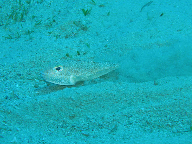 The pufferfish uses its fins to slap at the sediment, creating a series of channels and ridges in the sand.