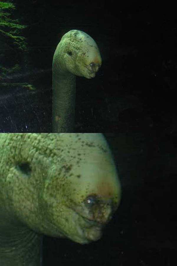 2.) This is an eel. You'll see him in your dreams later.