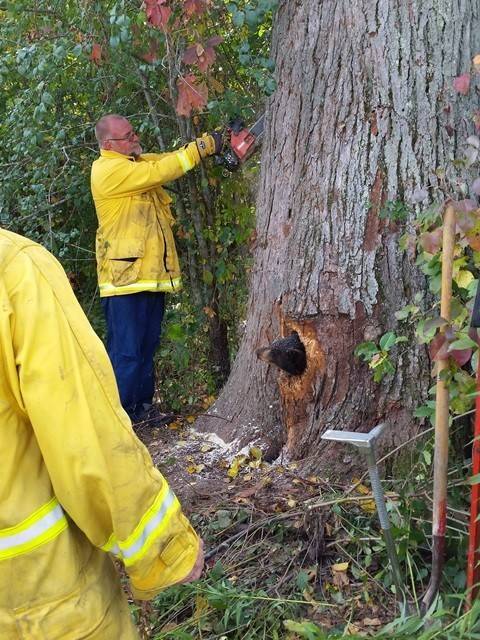 Wary of what was stuck in the tree, or if it was actually stuck, the woman decided to check back in a day. Sure enough, she saw the same snout, and quickly called the authorities. Local police came and discovered two small bear cubs inside the hole, who were too big to crawl out.