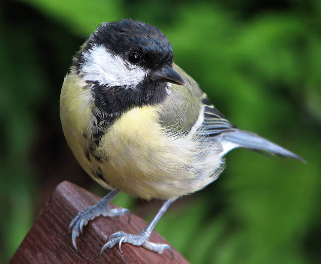 Don't worry, they usually only feed on nuts and seeds. They use their extremely sharp beaks to pierce through the shells.