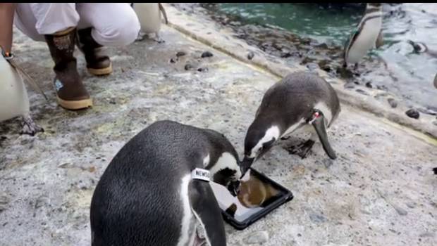 According to Mandel, two penguins named Newsom and Jeremy were the first to get into the iPad games, and came to enjoy the activity.