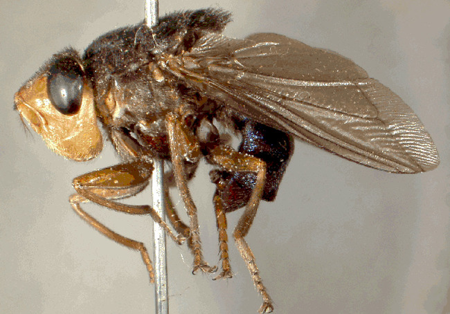 Human Botfly - Unfortunately, this gross atrocity can lay it's eggs basically anywhere on/in you.  Botflies have been found under human skin, in the mouth, and even in the eyes. *Shudders*