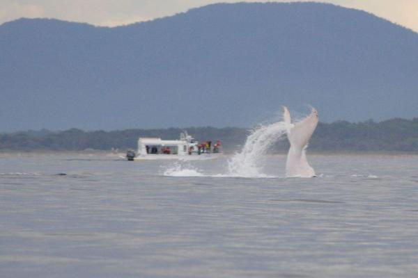 Tourists frequently take boats out to catch a glimpse this time of year.