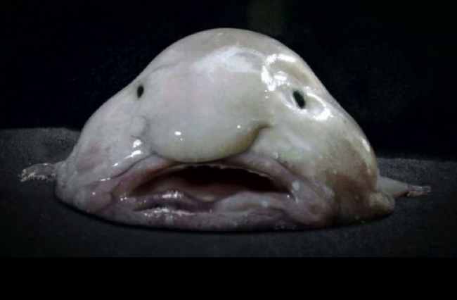 8.) Blobfish