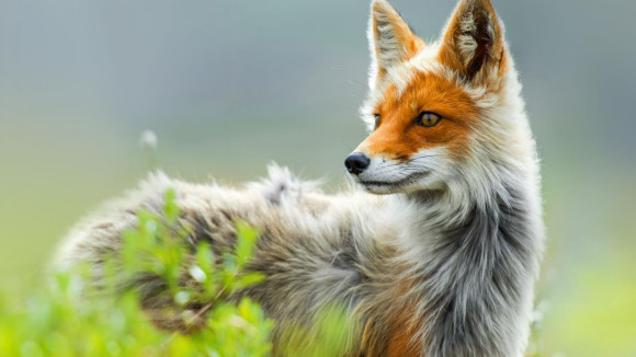 10.) Russians use domesticated foxes as potential attack animals.