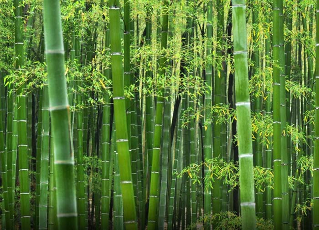 2.) Bamboo.