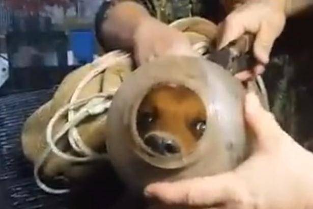 Bucket being freed from his personal plastic Hell. His savior Audra Bohannon used metal shears to cut the jug open.