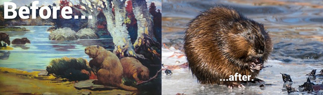 4.) Castoroide/Beaver