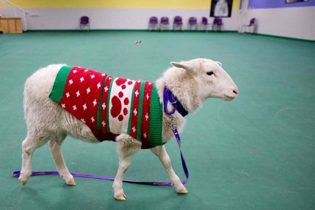 What really caught my eye was the irony of your sweater - the paw prints clearly belonging to a cat or a dog - yet there you were, a sheep in a cat's holiday sweater.