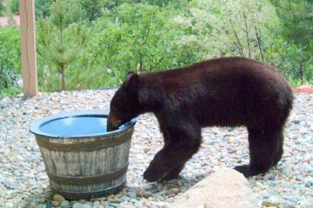 What?! That bear's been drinking it all?