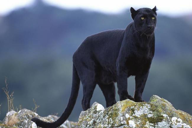 6.) Panther