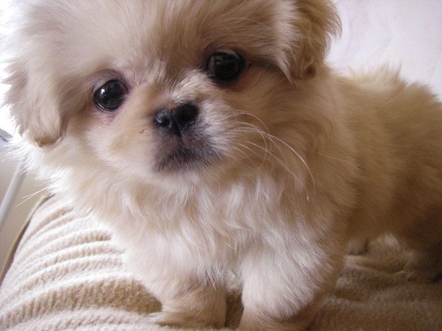 Like small dogs? Some Pekingese dogs were bred soley to fit in women's sleeves.