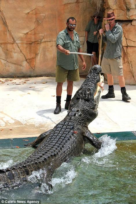 Seeing them fed, you truly get a sense of how dangerous they are in the wild.