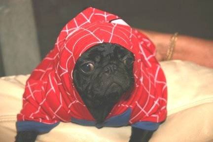 12.) Spiderpug