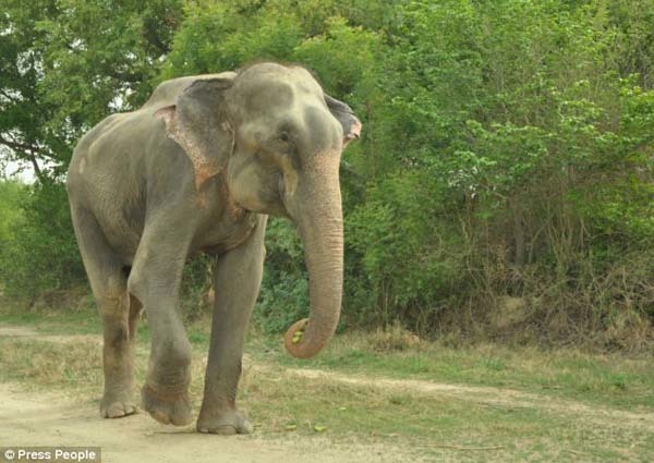 "The team were astounded to see tears roll down his face during the rescue. It was so incredibly emotional for all of us. We knew in our hearts he realized he was being freed."