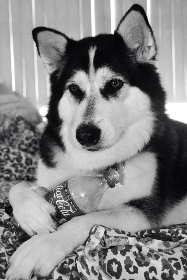 10.) You need help finishing up that Coke, bro? Husky's got your back.