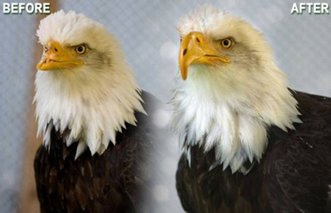 13.) Beauty the Bald Eagle