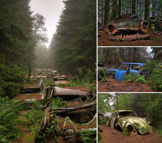 16.) These abandoned cars in Belgium are ancient, and valuable.