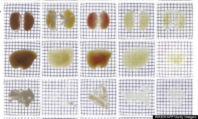 Scientists first experimented using various mice organs. They used a fluid that makes brains transparent for imaging. Here you see mice kidneys, livers, and pancreata in various states of transparency as the color is removed from them.