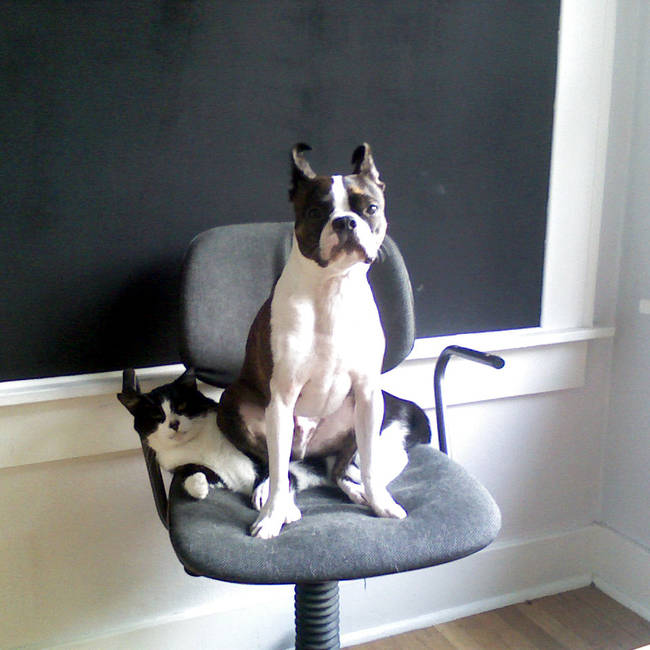 "As far as I'm concerned, this cat has no business sitting on this chair. I called dibs an hour ago."