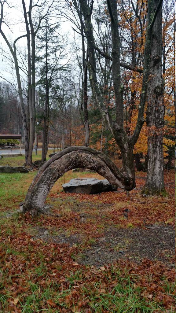 How this tree is perfect for photo ops.