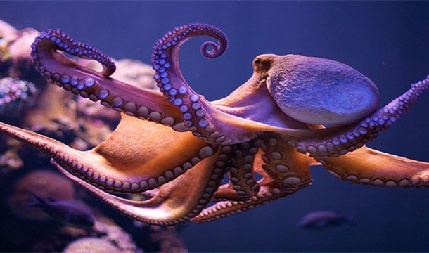 21.) An octopus has three hearts.