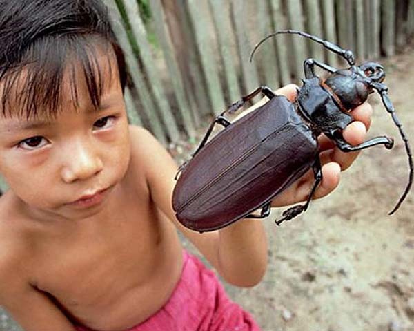 9.) Titan Beetles: These giant bugs can be around 7 inches long and their pincers can snap a pencil in half… but they usually leave humans alone. If you bother it, though, it will attack you. The world’s largest beetle WILL attack you.