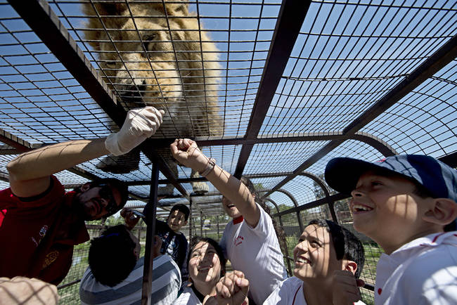 Tourists who are especially brave can even reach out and touch the big cats.