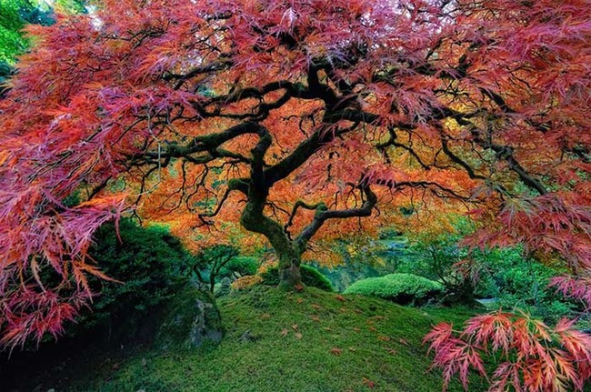 This gorgeous Japanese maple in Portland, Oregon, is an explosion of color.