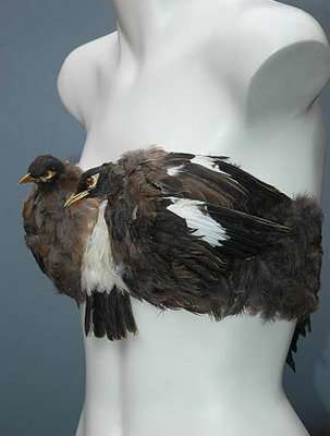 2.) Bird Bras