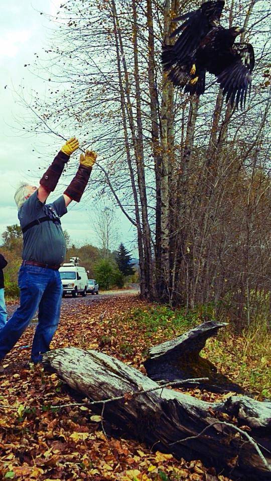 She was raised similarly to eagles in the wild. This helped her get released back into nature.