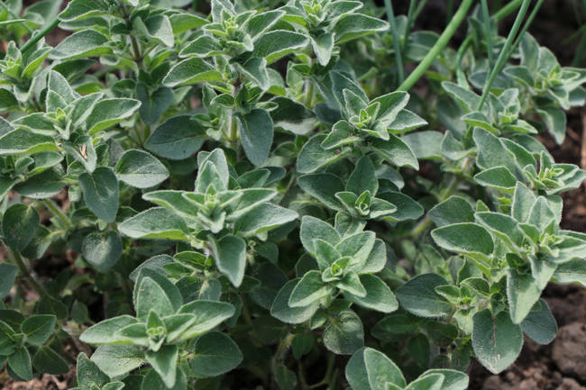 The FDA will intervene with ground oregano if the average of insect fragments is at or above 1250 per 10 grams. Mmmm, makes you wanna sprinkle some oregano on that slice of pizza, doesn't it?